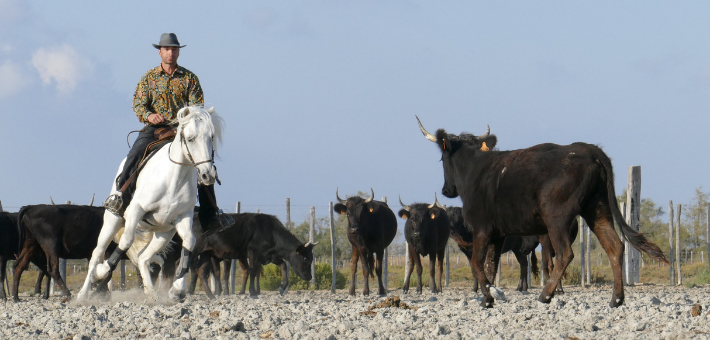 6 raisons de pratiquer l’équitation de travail