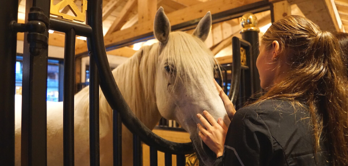 Le Lipizzan : cheval de sport !