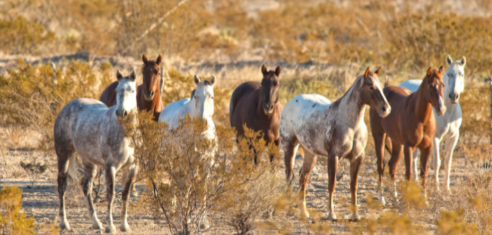 Les chevaux sauvages existent-t-ils toujours ?