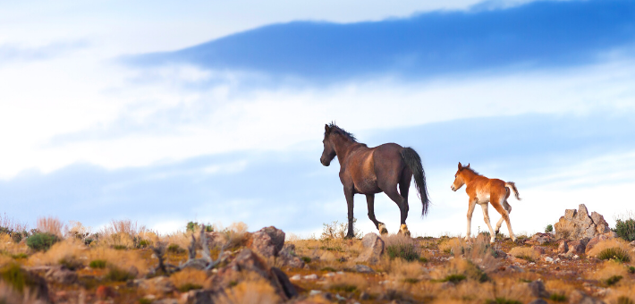 Les chevaux sauvages en Europe 