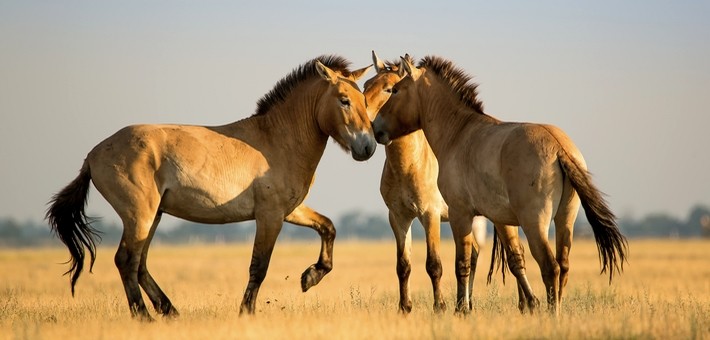 Le Cheval de Przewalski : le dernier descendant du pur cheval mongol