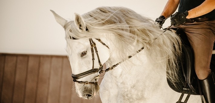 Utilisation du cheval lusitanien