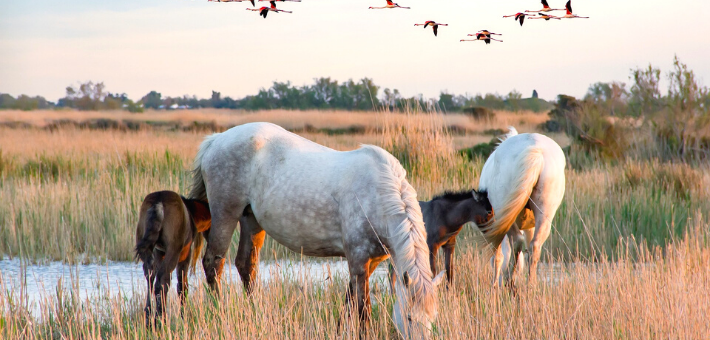 Le lieu de vie du cheval Camargue