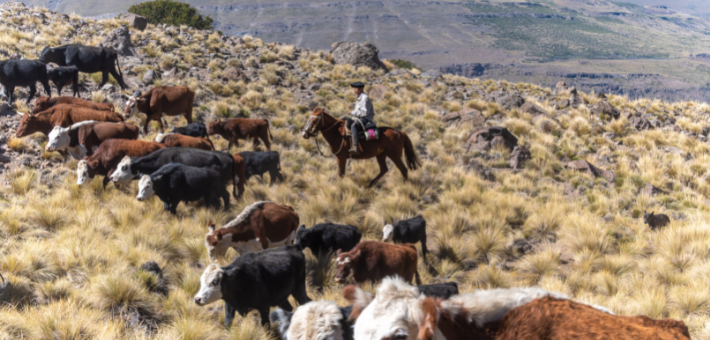 Gaucho, le maître de la pampa 