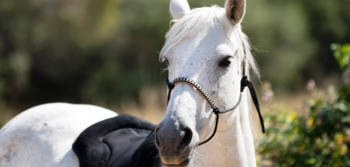 L'équitation éthologique