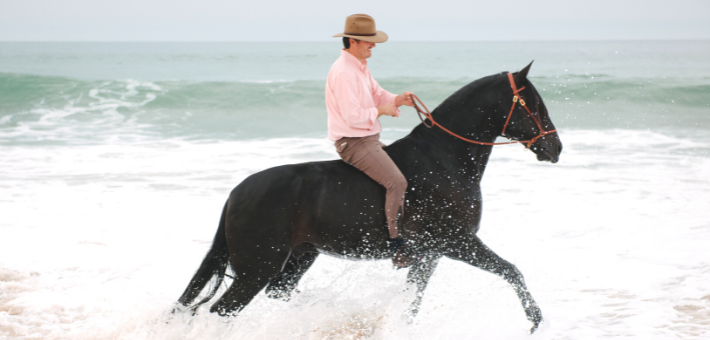 L'éthologie équine est différente de l'équitation éthologique.