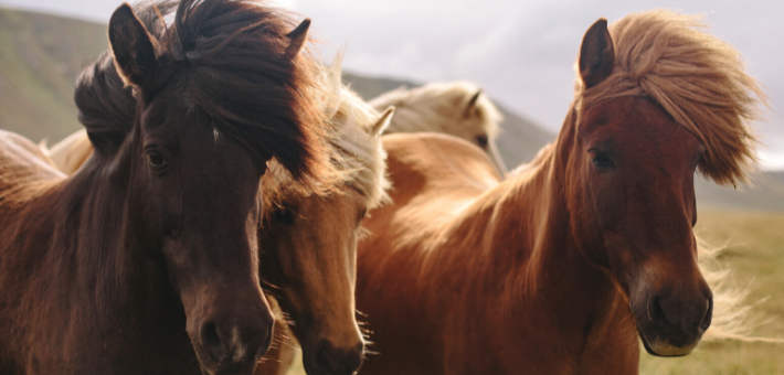 Des chevaux sauvages sur tous les continents ? 