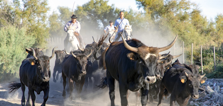 Le caractère du cheval Camargue 