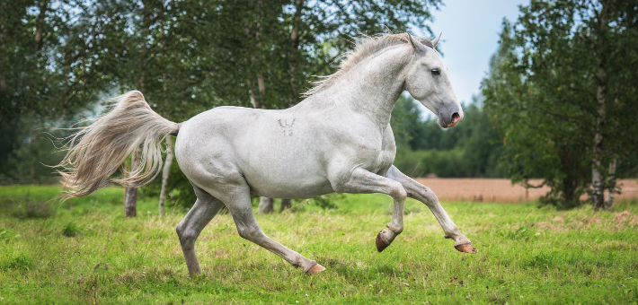 Le Lipizzan : symbole de noblesse et d'élégance