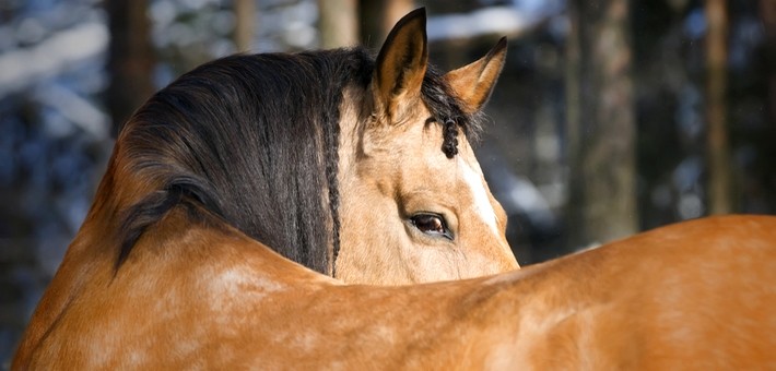 Le Lusitanien : cheval pur-sang portugais