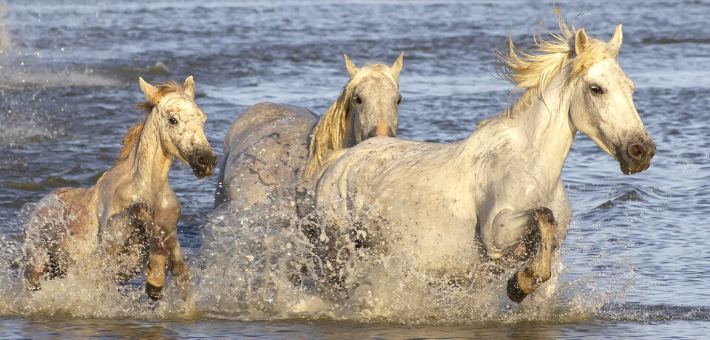 Le cheval de Camargue : emblème du sud de la France