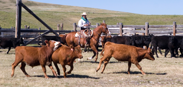 Le Quarter Horse : La race polyvalente de légende de l'Ouest Américain 