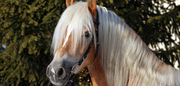 Utilisations du Haflinger