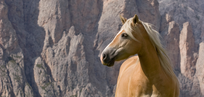 Le Haflinger et la Société