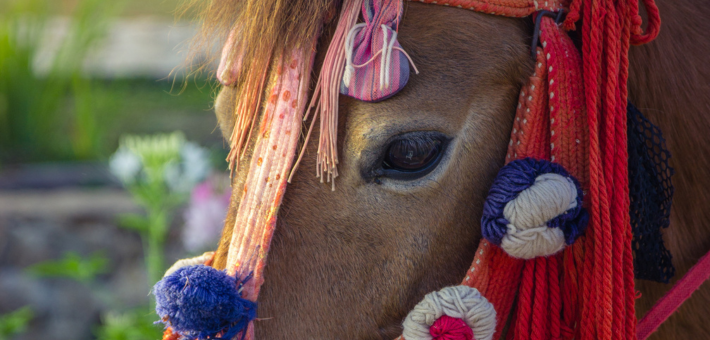 Naadam Festival, Mongolie