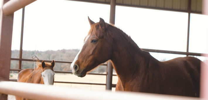 Santé et Soins du Quarter Horse