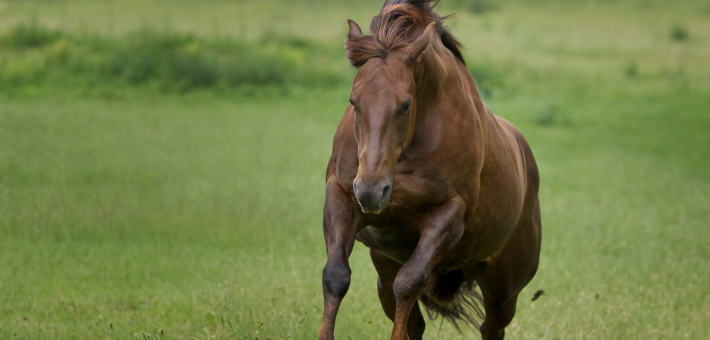 Le Quarter Horse dans le Monde