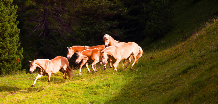 Le Haflinger dans le Monde