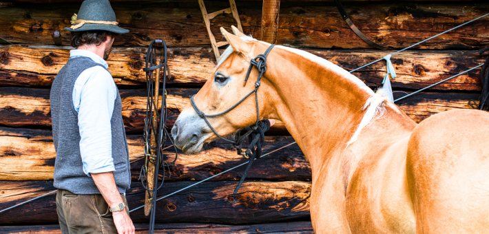 La Santé et les Soins du Haflinger