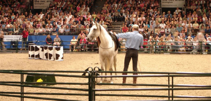 Qu'est-ce que le Parelli Natural Horsemanship (ou méthode Parelli) ?