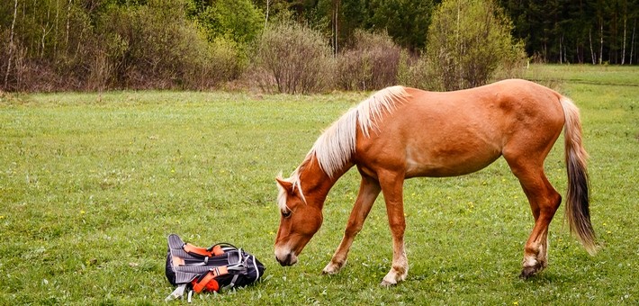 Equipements et accessoires : que prendre pour une randonnée équestre ? 