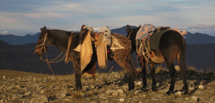 Equipements et accessoires pour une rando à cheval en Amériques