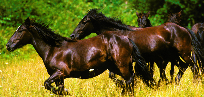 Le Cheval Mérens : Trésor des Pyrénées