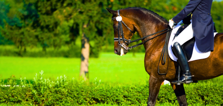 Les Disciplines Équestres Olympiques : Le dressage 