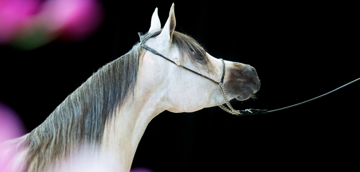 Salon du Cheval, Paris, France