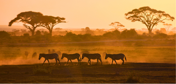 Préparatifs et Conseils pour un Safari à Cheval au Kenya