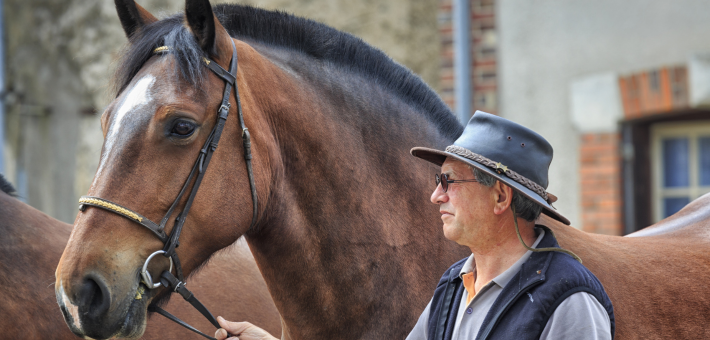 Horse Fair, Smithfield, Dublin, Irlande