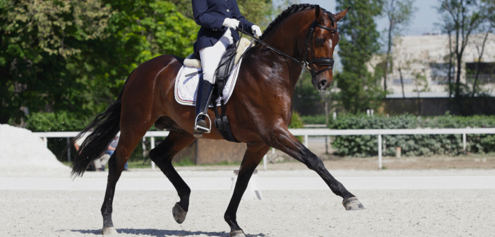 L'Impact de l'Équitation Olympique