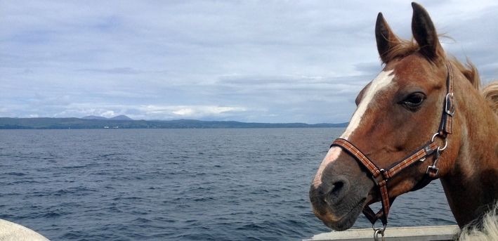 Histoire du cheval canadien : Douze chevaux venus de France 