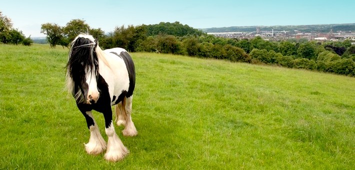 L'Irish Cob