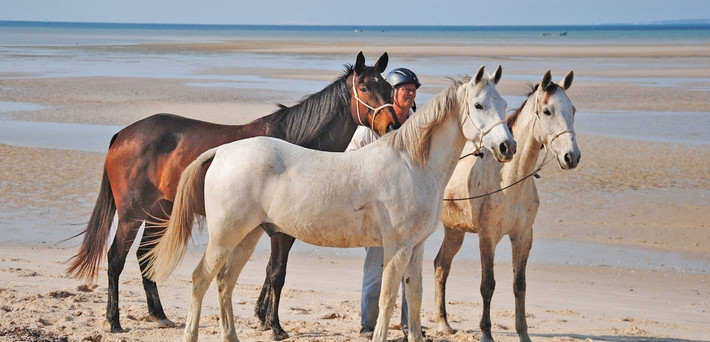 Comment choisir son cheval pour une randonnée équestre ?