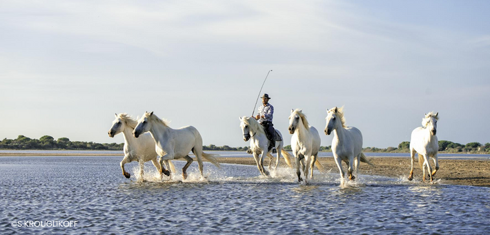 L'équitation de travail : entre tradition et modernité 