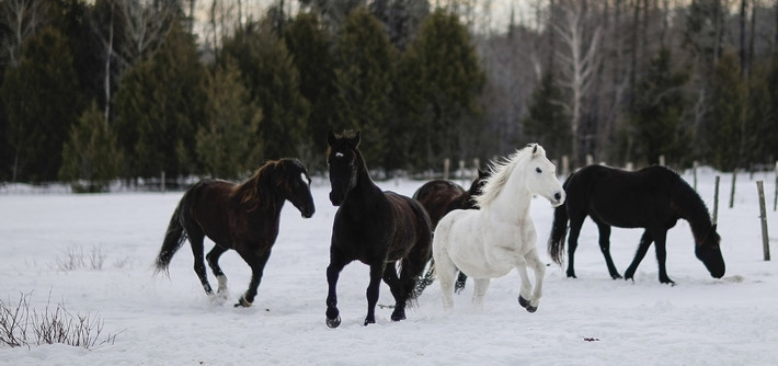 Le cheval canadien