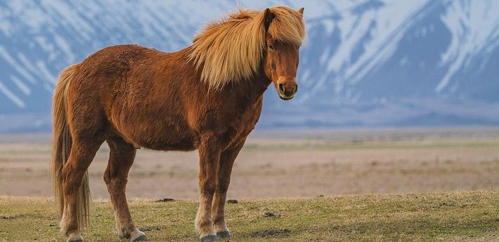 Le Poney Zanskar