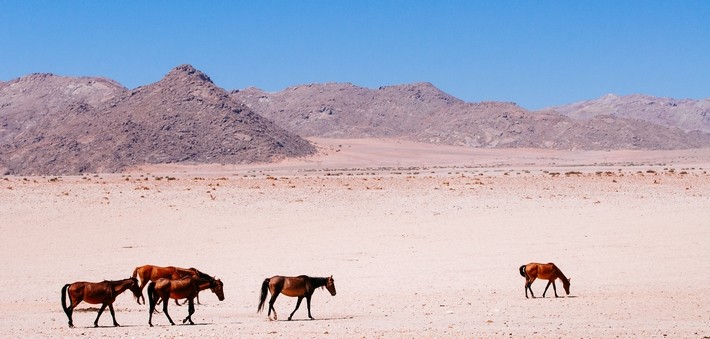 Les chevaux sauvages de Namibie