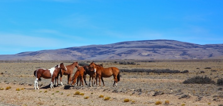 Caractéristiques du cheval Criollo