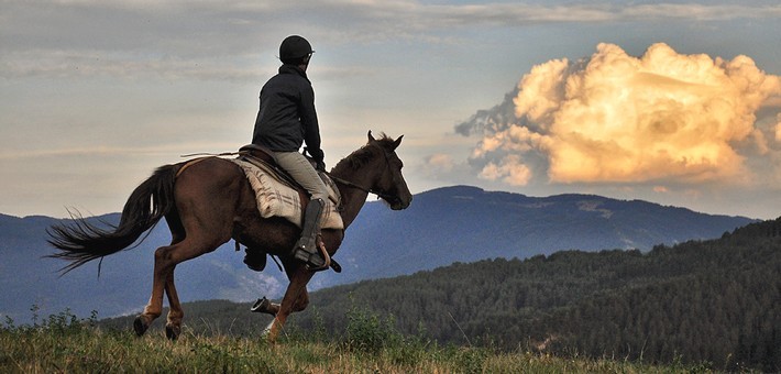 Les chevaux bulgares : le célèbre Karakatchan