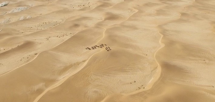 Mode de vie des chevaux de Namibie