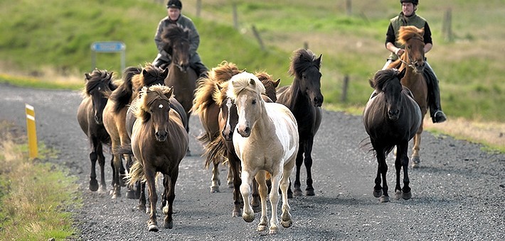 Le cheval Islandais