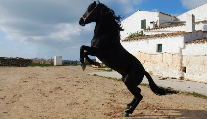 Caractéristiques du cheval Minorquin