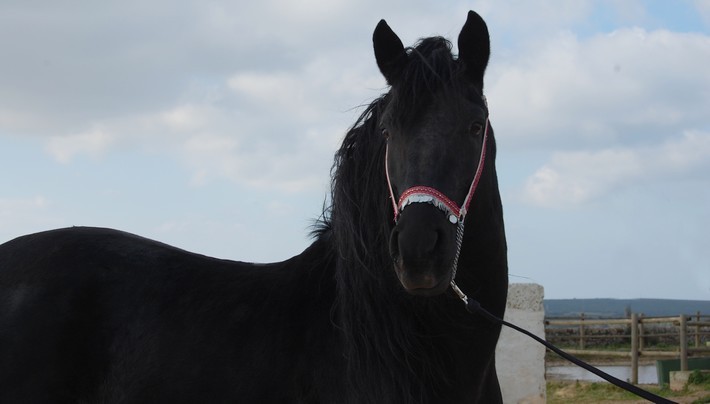 Origine du cheval Minorquin