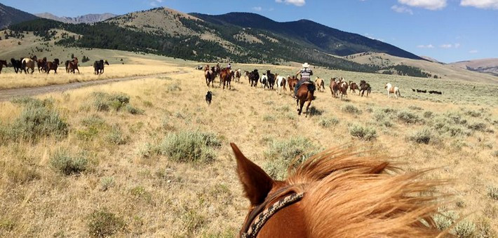 Le cheval Mustang dans la culture pop