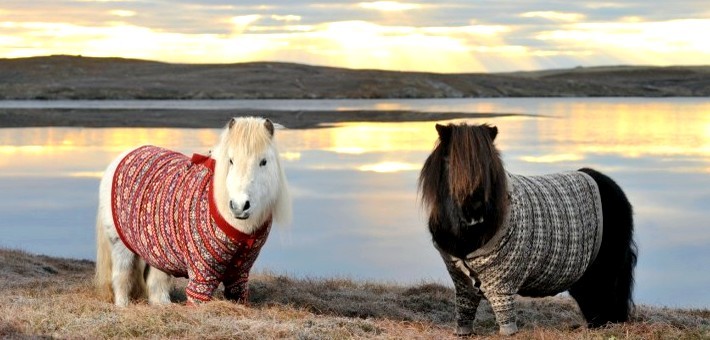 Le poney Shetland