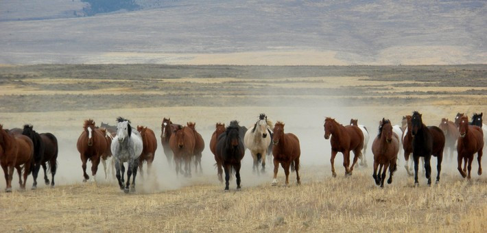 Le cheval Mustang à l'état sauvage