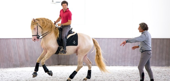 Dressage et équitation : la Haute école et le dressage équestre