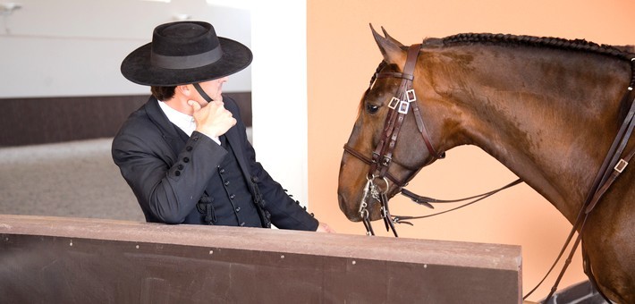 Les races de chevaux de la Haute Ecole